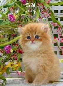 Healthy traind persian cats kitten sale.free home