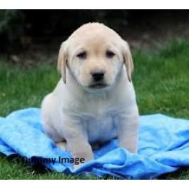 Labrador Pups Available For Sale