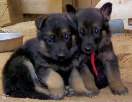 german shepherd male puppy waiting for new home hurry up