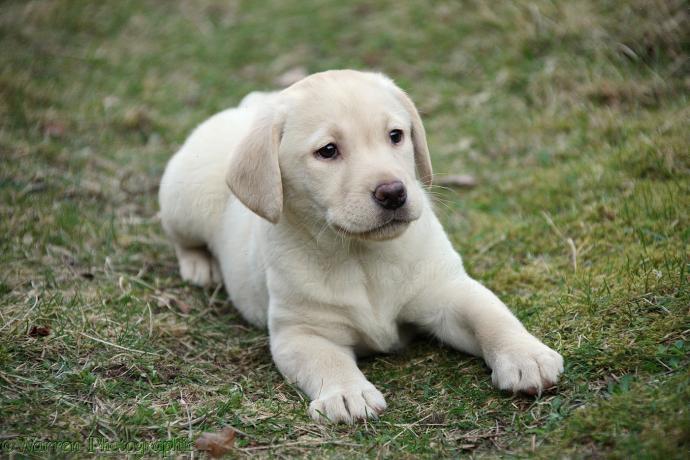 Awesome Labrador Retriever Pups re homing