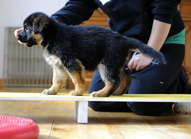 German Shepherd Puppy For Adoption u