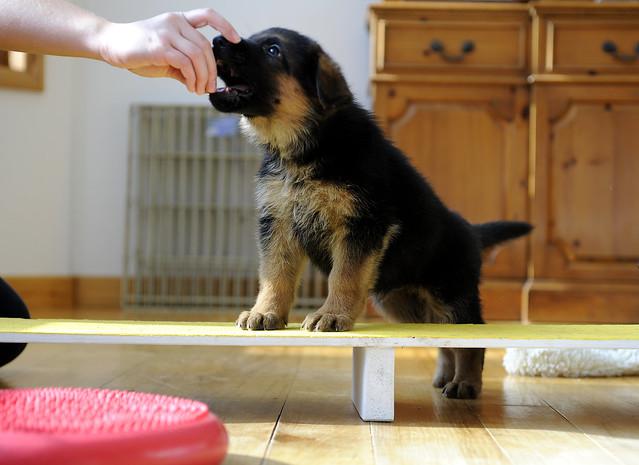 German Shepherd Puppy for free adoption o