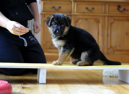 Healthy German shepherd puppies for free adoption bb