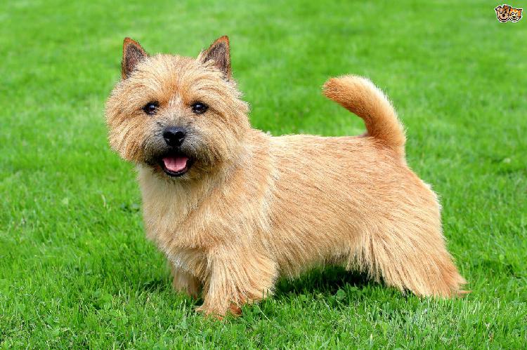 Norwich Terrier Pups For Sale In Delhi 9899803008