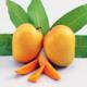 Buy Natural Ripe Online Fresh Mangoes - Salebhai - Ahmedabad
