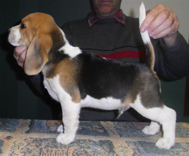 KCI Registered Beagle puppies through all over indi