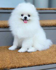 Beautiful Pomeranian puppies in need of a great home