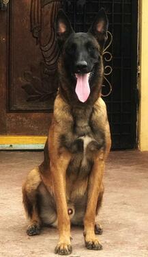 Extraordinary BELGIAN MALINOIS puppies available for show ho