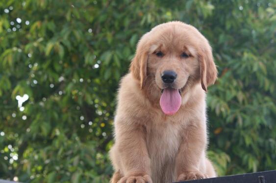 Extraordinary GOLDEN RETRIEVER puppies available in pune