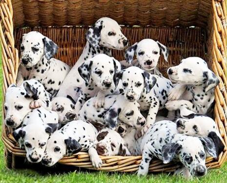 EXTRAORDINARY DALMATIAN PUPPIES AVAILABLE WITH Vaccines Done