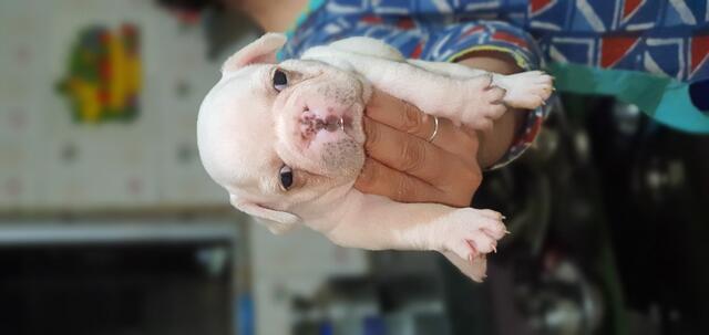 Extraordinary FRENCH BULLDOG PUPPIES AVAILABLE WITH KCI