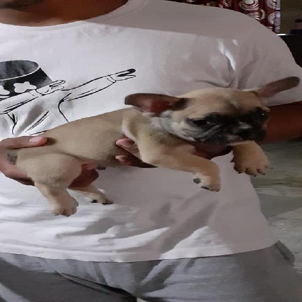 French Bulldogs Available Here In Delhi