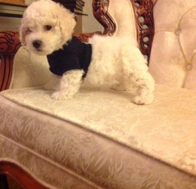 14Registered Bichon Fries puppies at 918130057343