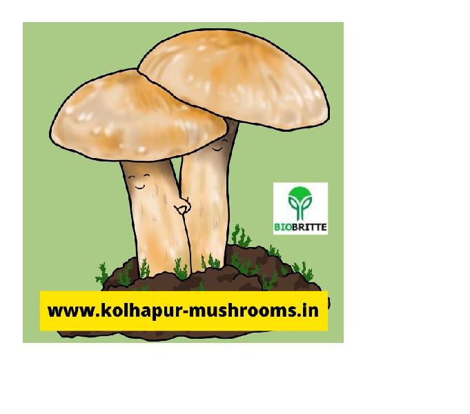 Mushroom farming in Ahmadnagar