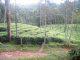 1. 50 acres tea plantation for sale near soojippara
