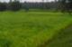 7 acres of agricultural land for sale in Velanthavalam