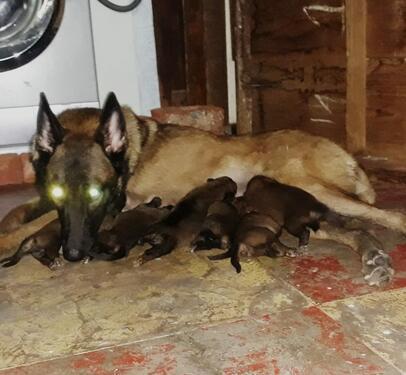Extraordinary BELGIAN MALINOIS puppies available in pune