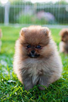 toy pom male for sale in indore 8982569583