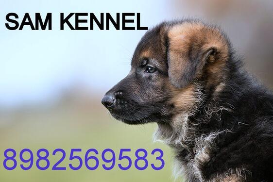 all breed pupps for sale at SAM KENNEL 8982569583