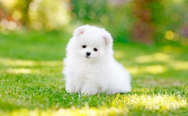 white pomaliyan puppies for sale in vadodara 08982569583