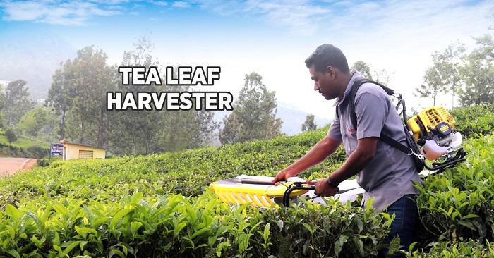 Best tea leaf harvester machine in India