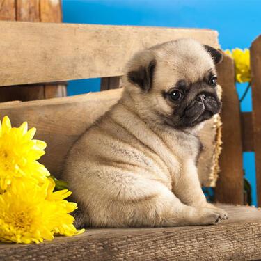 Cute and adorable pug breed puppies for sale in Ratlam