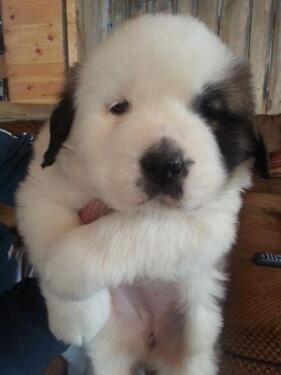 Get baby saint Bernard pups for sale in Vadodra