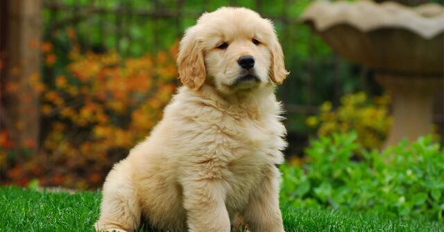 golden retriever puppies for sale at SAM KENNEL 8982569583