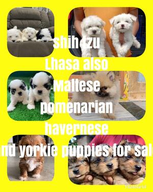 CUTE AND KCI REG FASHIONABLE PUPPIES MALE AND FEMALE AVAILAB