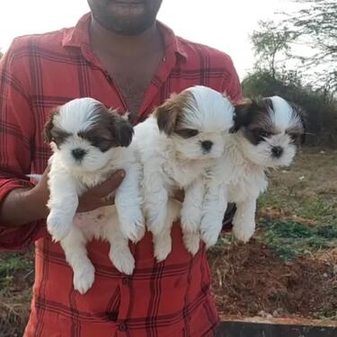 CUTE AND LOVELY PURE KCI REGISTERED SHIH TZU PUPPIES MALE A