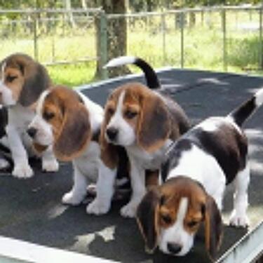 CUTE KCI REGISTERED BEAGLE PUPPIES MALE AND FEMALE AVAIL