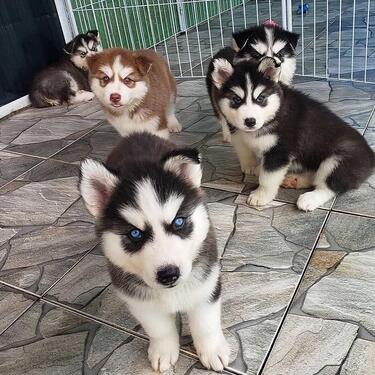 CUTE KCI REGISTERED HUSKY PUPPIES MALE AND FEMALE