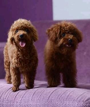 CUTE KCI REGISTERED POODLE PUPPIES MALE AND FEMALE AVAILABLE