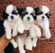 HEALTHY KCI REGISTERED SHIHTZU PUPPIES MALE AND FEMAL