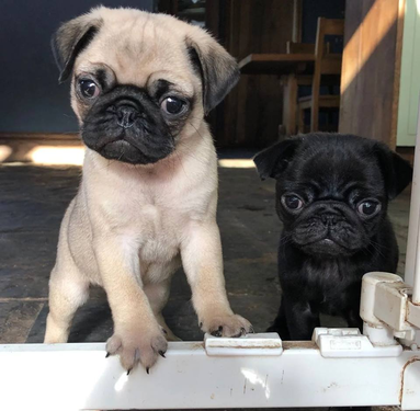 Pug Puppies Ready For adoption now hhd