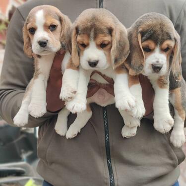 VACINATED KCI REGISTERED BEAGLE PUPPIES MALE AND FEMALE AVAI