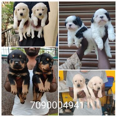 100 present pure to pure breed puppies 