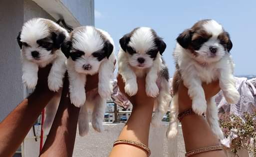 ACTIVE VACCINNATED CUTE KCI SHIH TZU PUPIES FOR SALE TODAY1