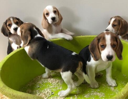 BEAUTIFUL AND CUTE KCI REGISTERED BEAGLE PUPPIES AVAILABLE F
