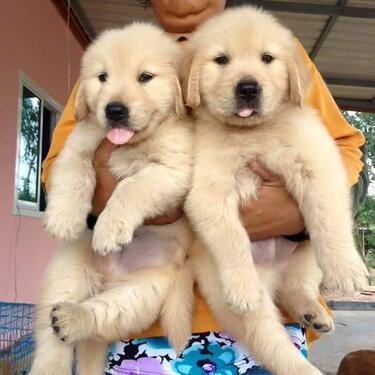 Cute and Healthy Golden Retriever puppies for sale
