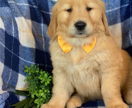 Intelligent Golden Retriever and Lab Puppies Ready