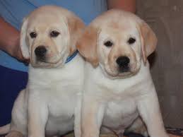 Pure breed Labrador Retriever puppies for sale