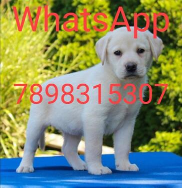 Pure breed Labrador pups available now