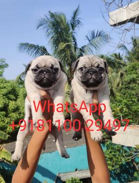 Pure breed Pug puppy available WhatsApp 
