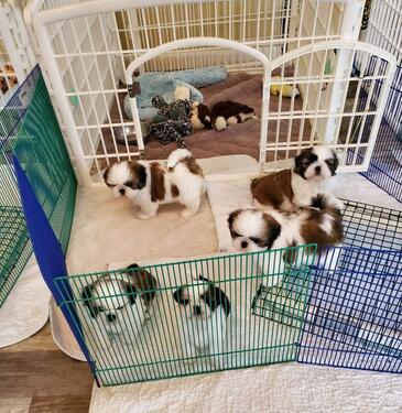 TOP QUALITY KCI AND VACCINATED BEAGLE PUPPIES GR