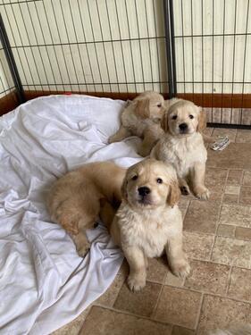TOP QUALITY KCI AND VACCINATED GOLDEN RETRIEVER PUPPIES DWFS