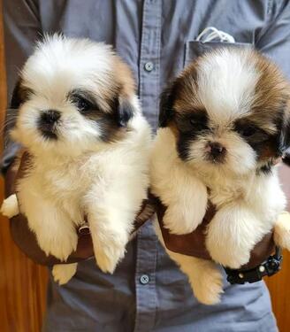 TOP QUALITY KCI AND VACCINATED SHIH TZU PUPPIES DFSD