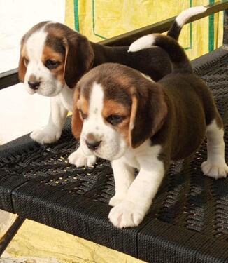 Two Beagle Puppies Male and Female 7 weeks Old Available Now