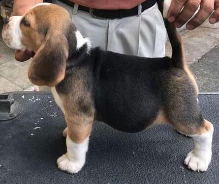 Vet checked male and female Beagle puppies for sale