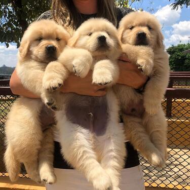 fabulous golden retriever puppies ready to get their new ho